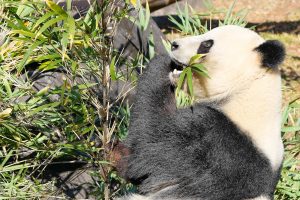 Anxiety in Japan as giant pandas to be returned to China