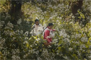 Trailblazing Indian Film ‘Humans in the Loop’ Galvanizes Global Support, Igniting Oscar Buzz with its Profound Exploration of AI and Indigenous Wisdom