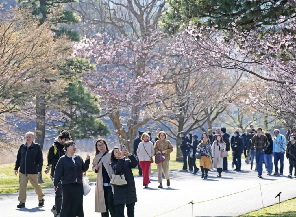 Imperial Palace grounds open to public for cherry blossom season