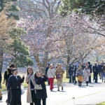 Imperial Palace grounds open to public for cherry blossom season